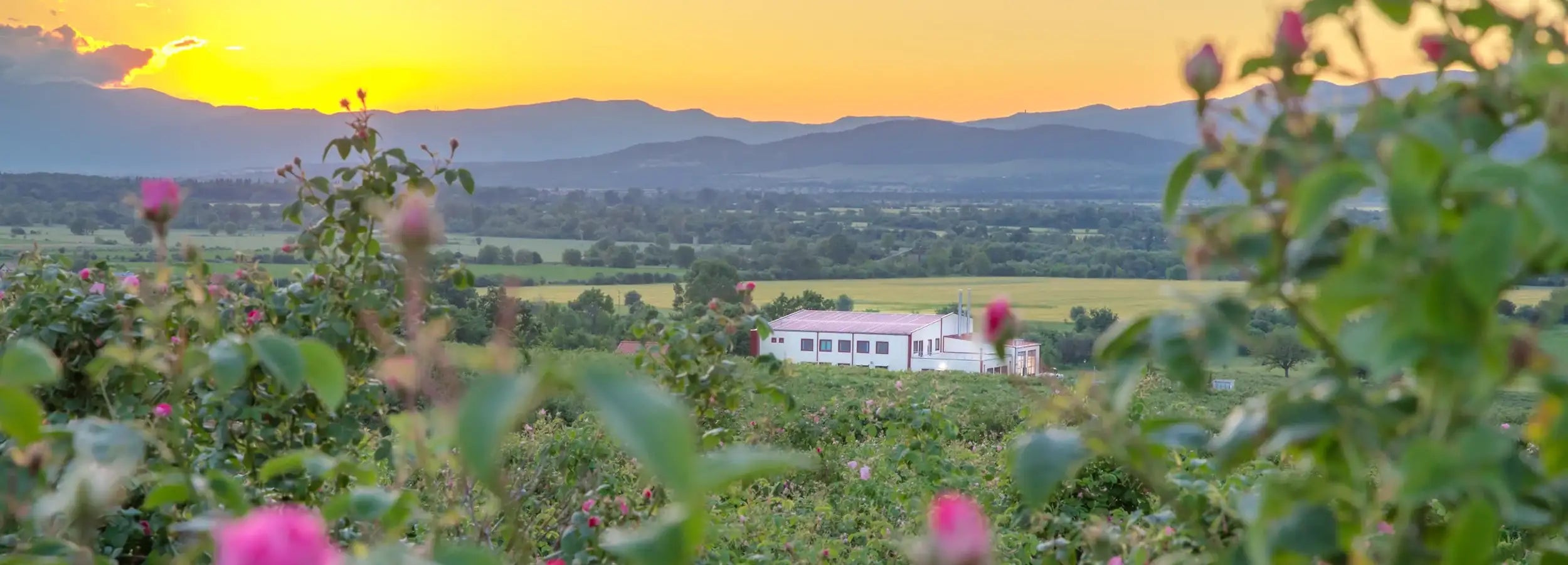 alteya's rose valley