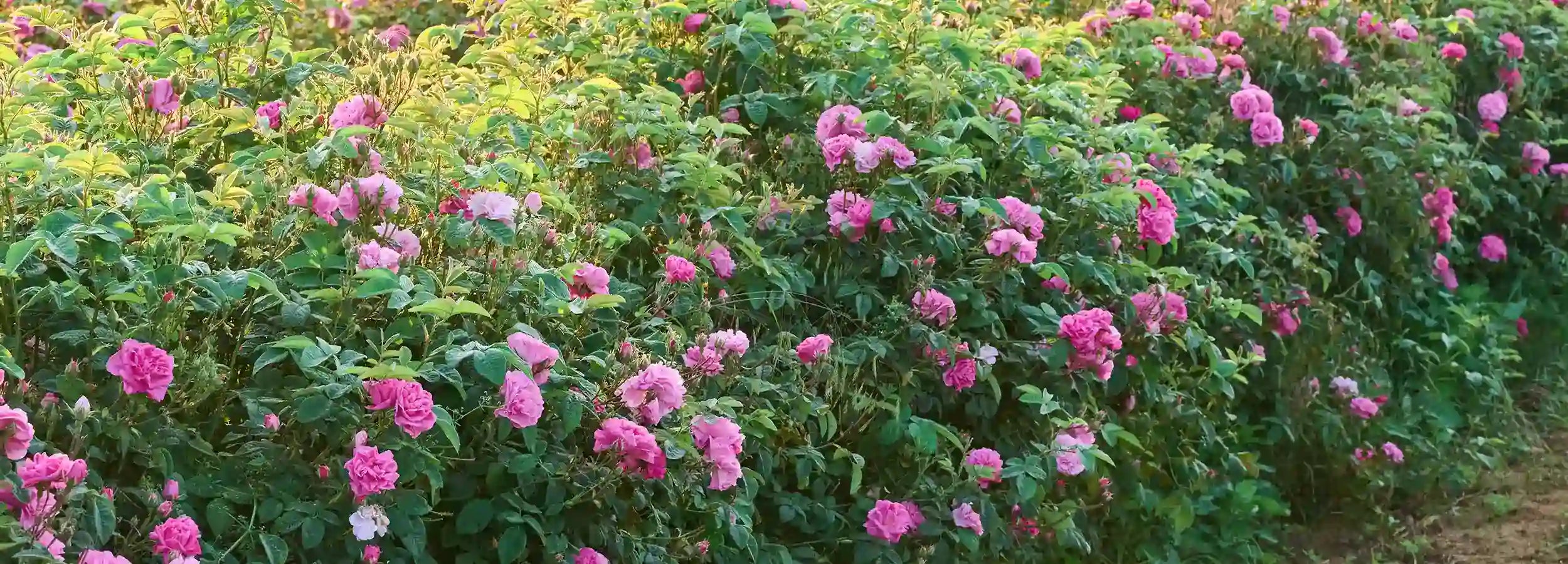 rose ingredients comparison