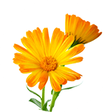 Two orange flowers in a vase on a white background.