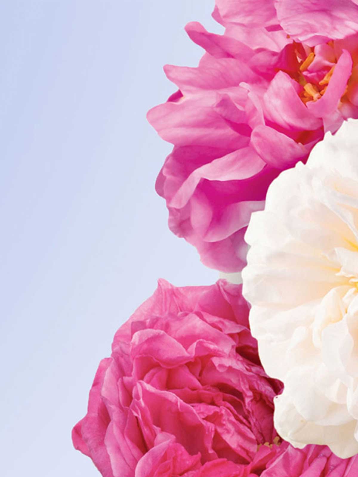 Three pink and white flowers on a blue background.