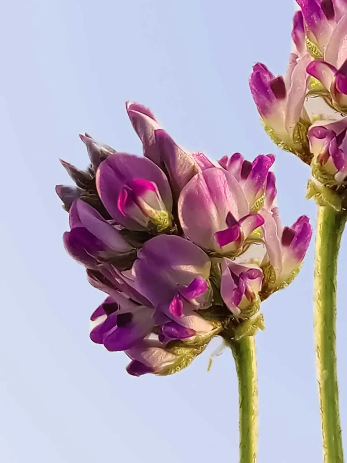Two purple flowers against a blue sky.