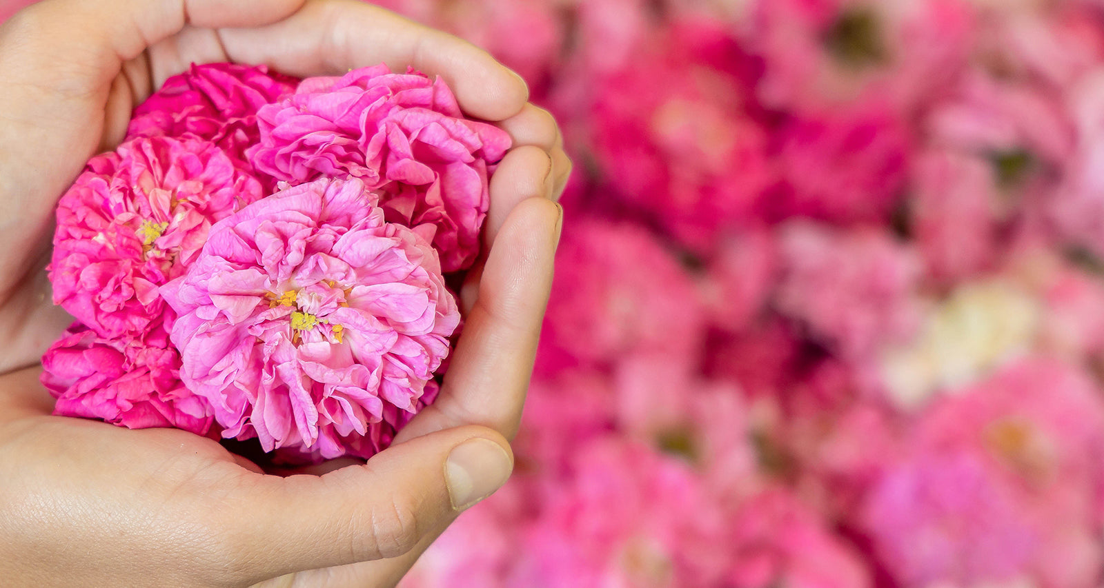 A person is holding a bunch of pink flowers.