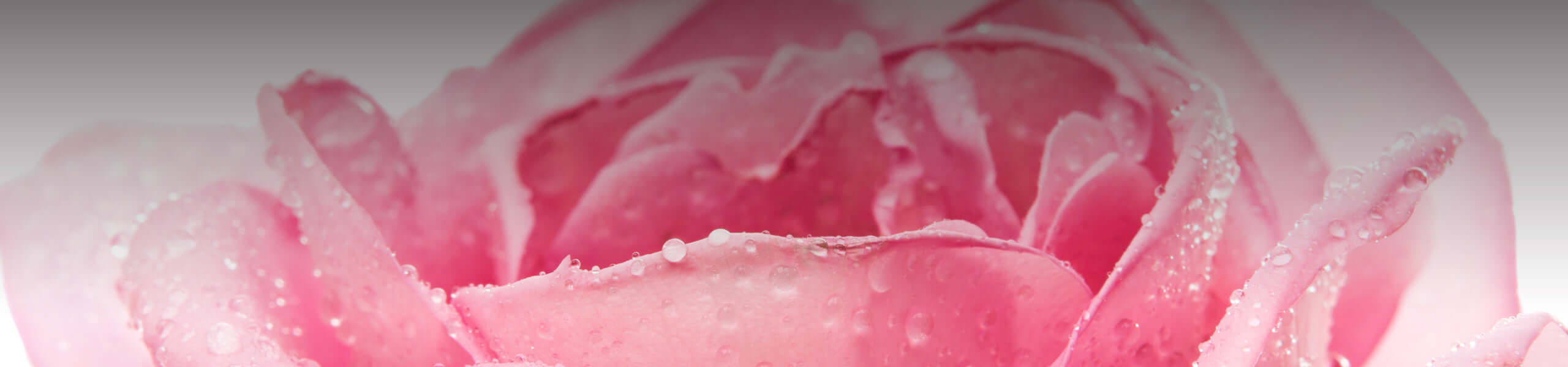 A pink flower with water droplets on it.