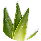 Aloe vera leaves on a white background.