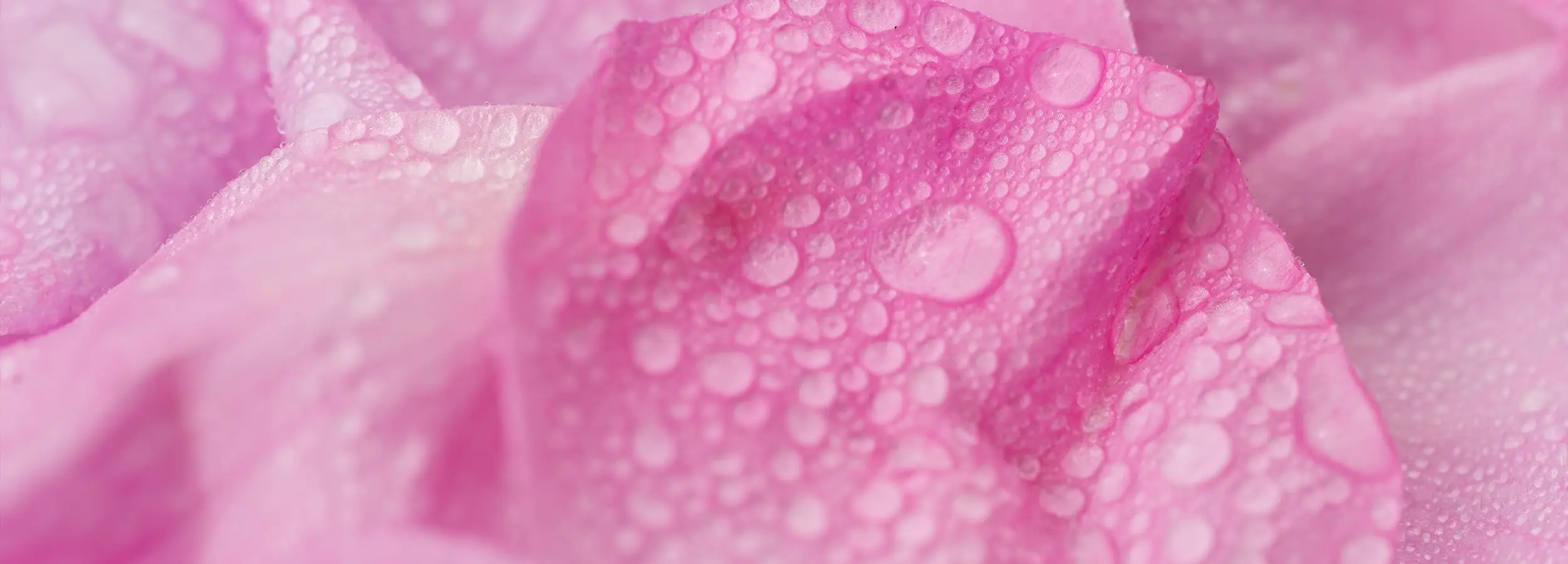 Rose flower and water drops
