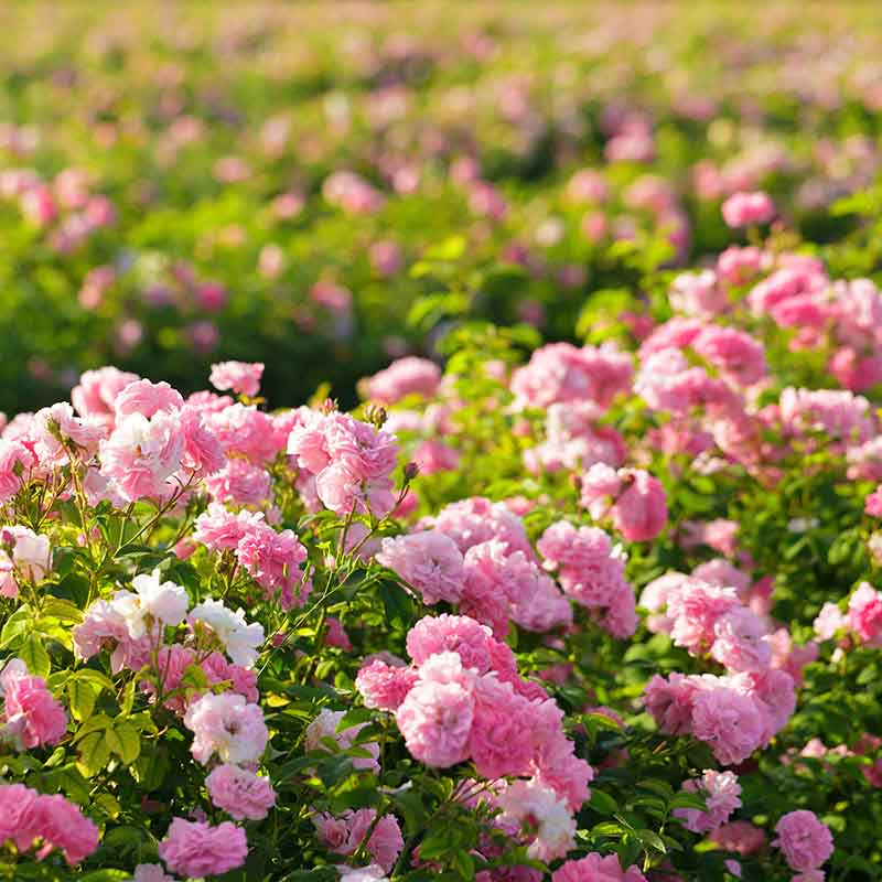 A field of pink and white roses.