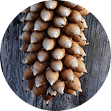 A bunch of pine cones hanging from a wooden fence.
