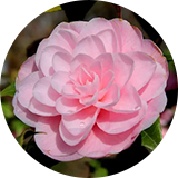 A pink camellia flower is growing on a bush.