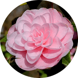 A pink camellia flower is growing on a bush.