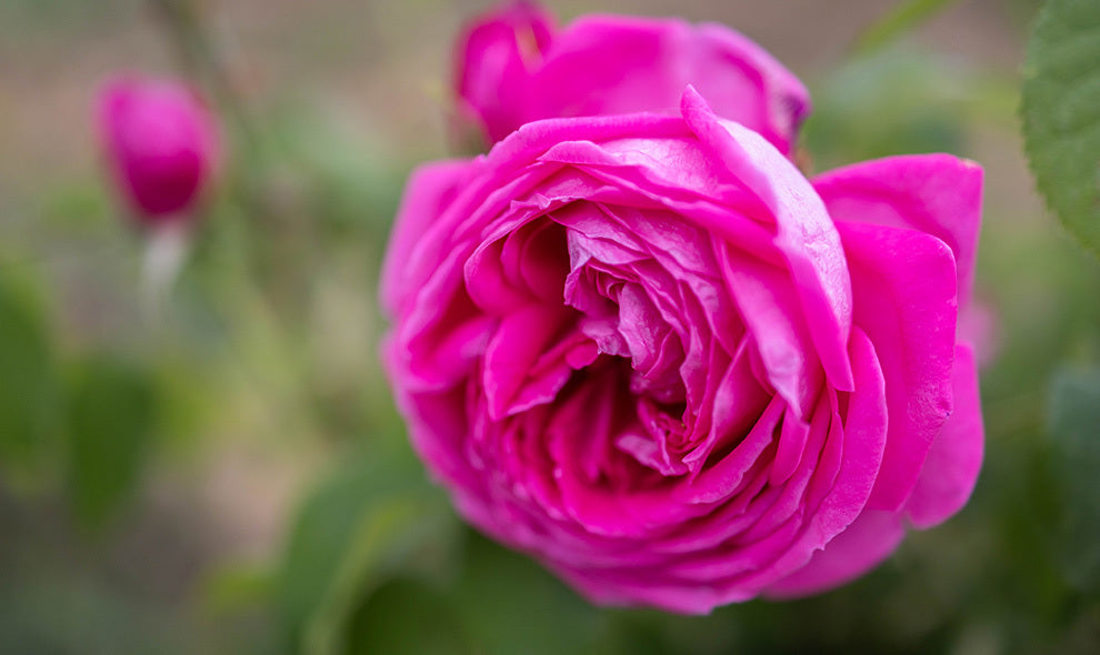 A pink rose is blooming in a garden.