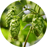 Green hops growing on a tree.