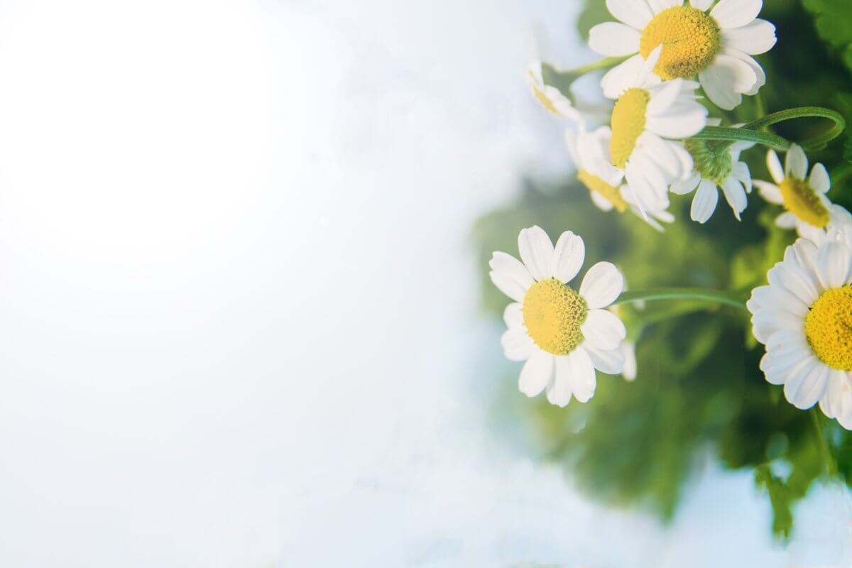 A bouquet of daisies on a blue background.