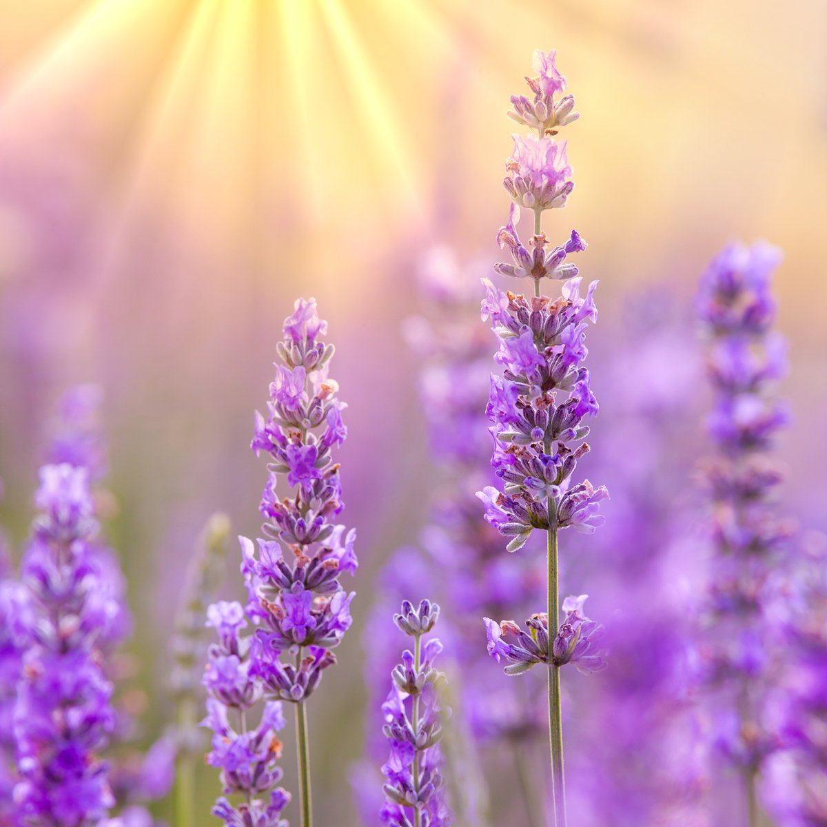 Lavender flowers with sun rays in the background.