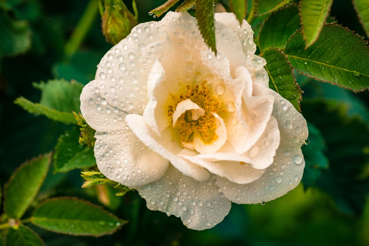 A white rose with water droplets on it.