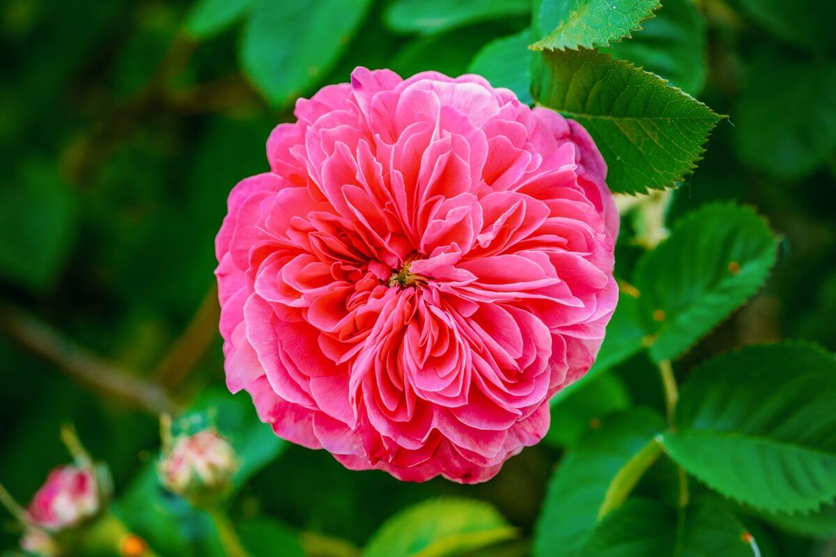 A pink rose in a garden with green leaves.