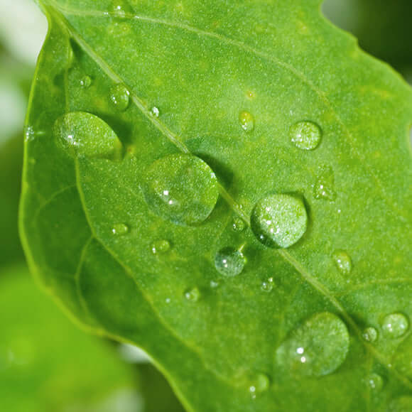 Water droplets on a green leaf.