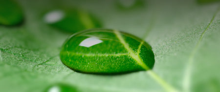 A green leaf with water droplets on it.
