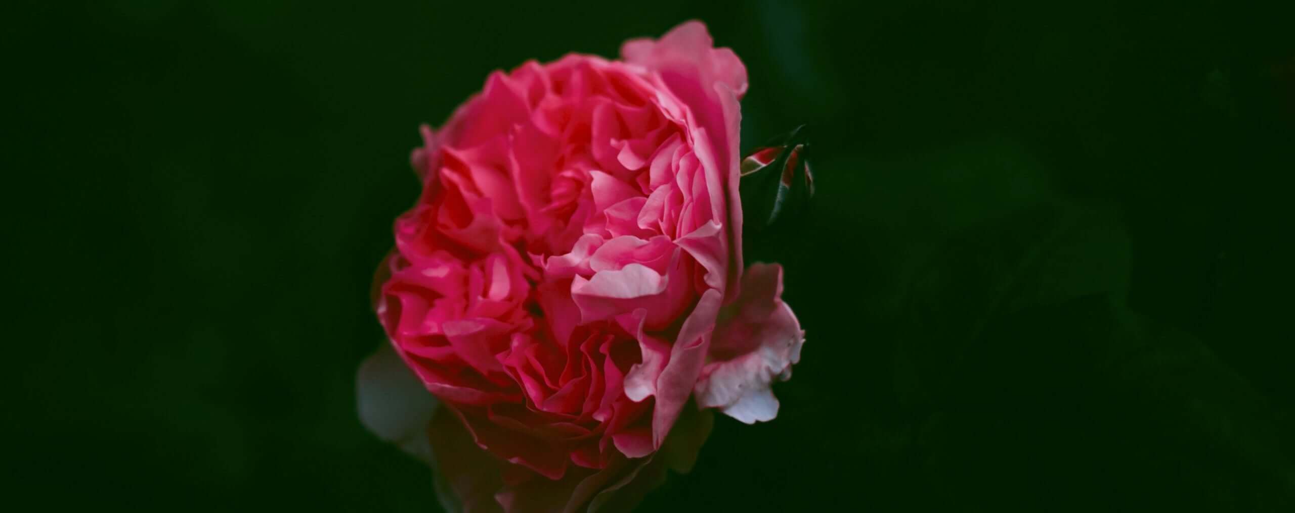 A pink rose on a dark background.