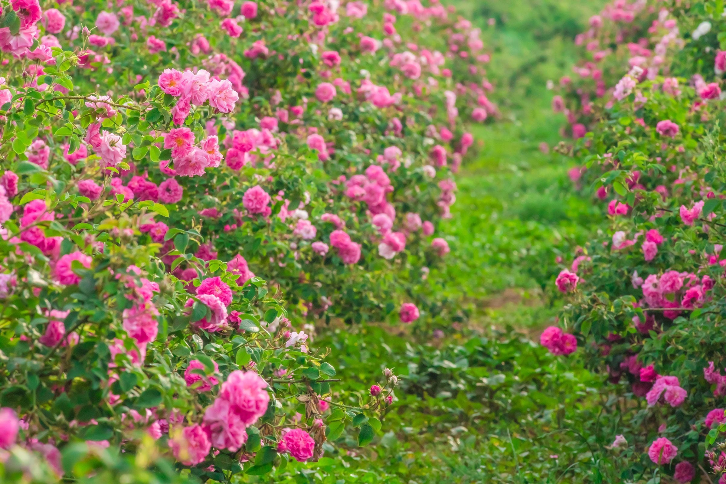 Pink roses growing in a field.