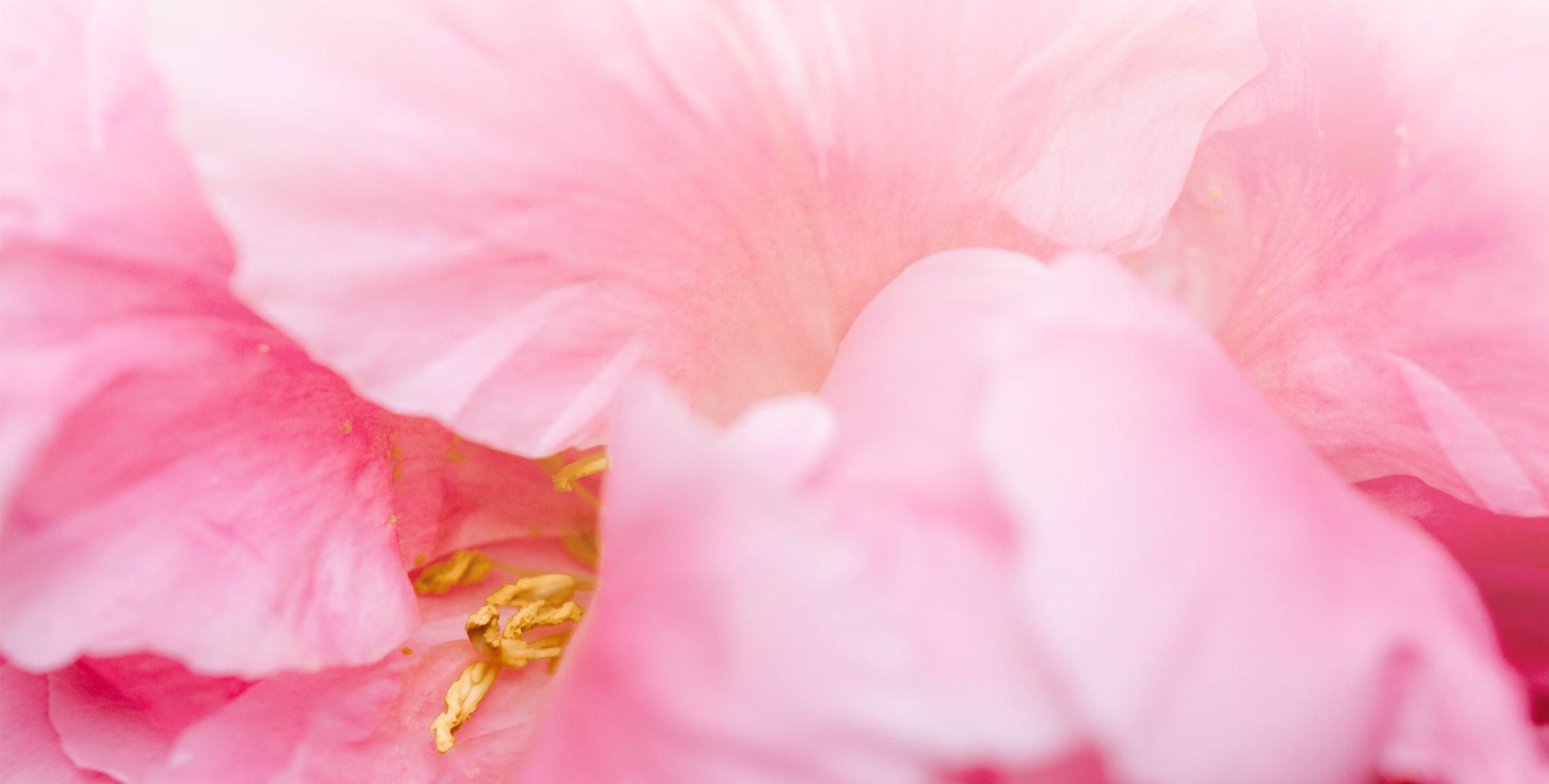 A close up of a pink flower.