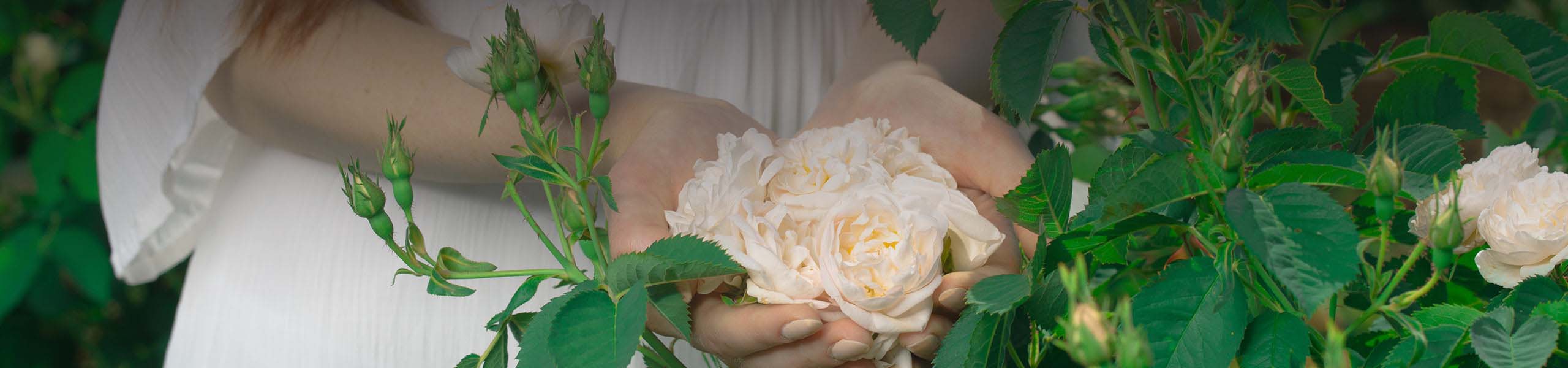 A woman is holding a bouquet of white roses.