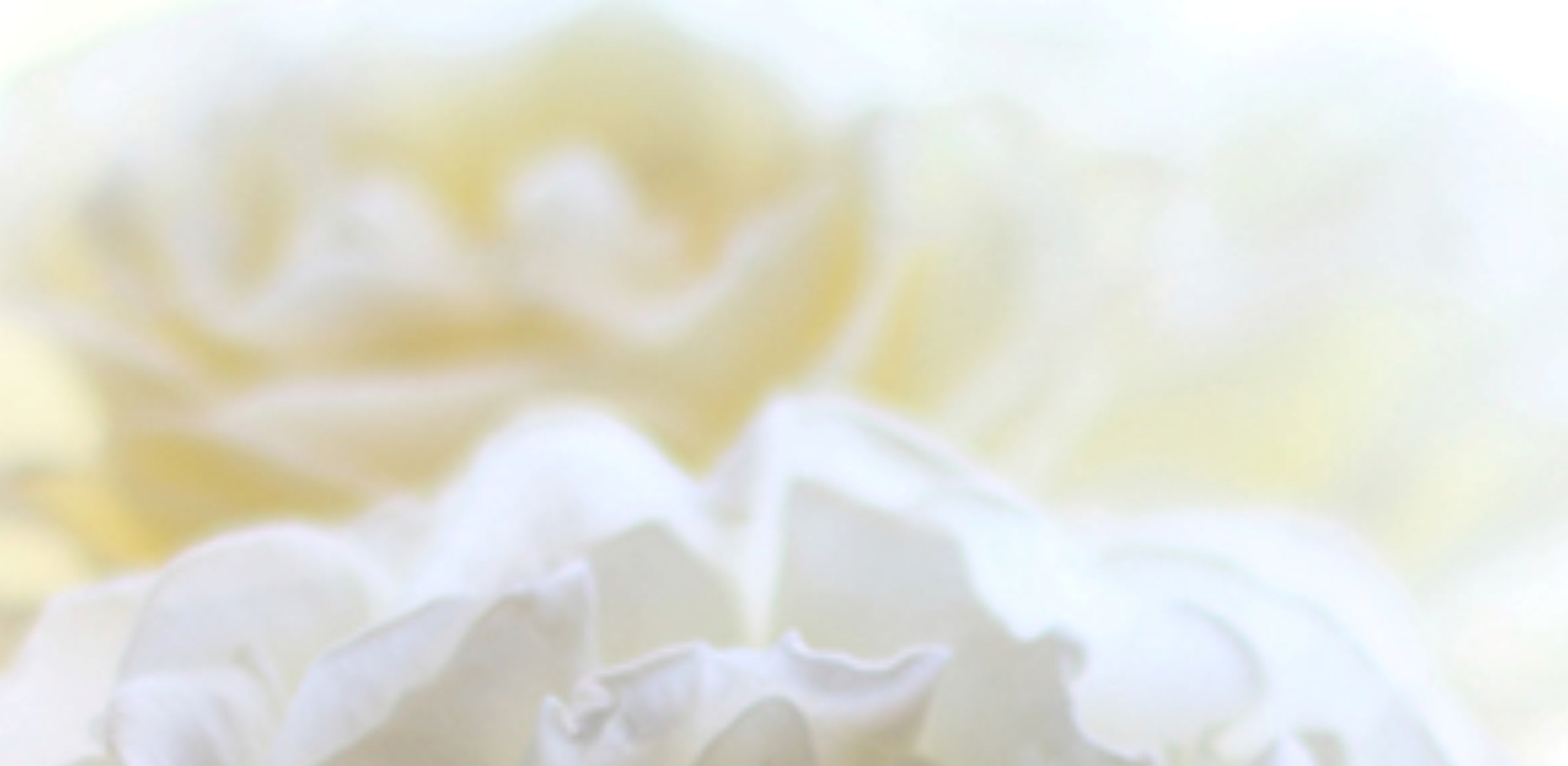 A close up of white flowers with a blurry background.