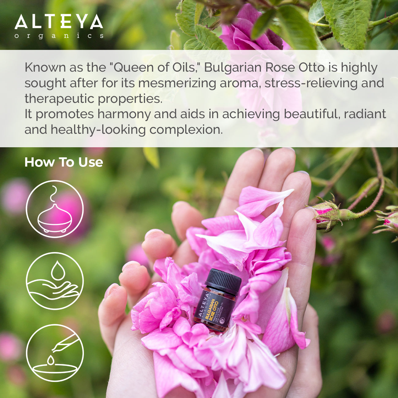 A hand holding a bottle of Bulgarian Rose Essential Oil - Rose Otto - 100% Pure by Alteya Organics.
