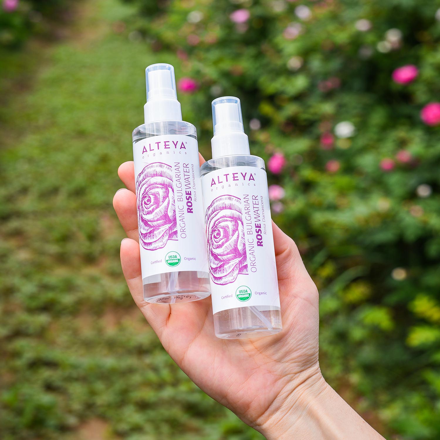 A hand holding two bottles of Alteya Organics Bulgarian Organic Rose Water - 3.4 Fl Oz Spray, providing hydration to the skin, in front of a field of roses.