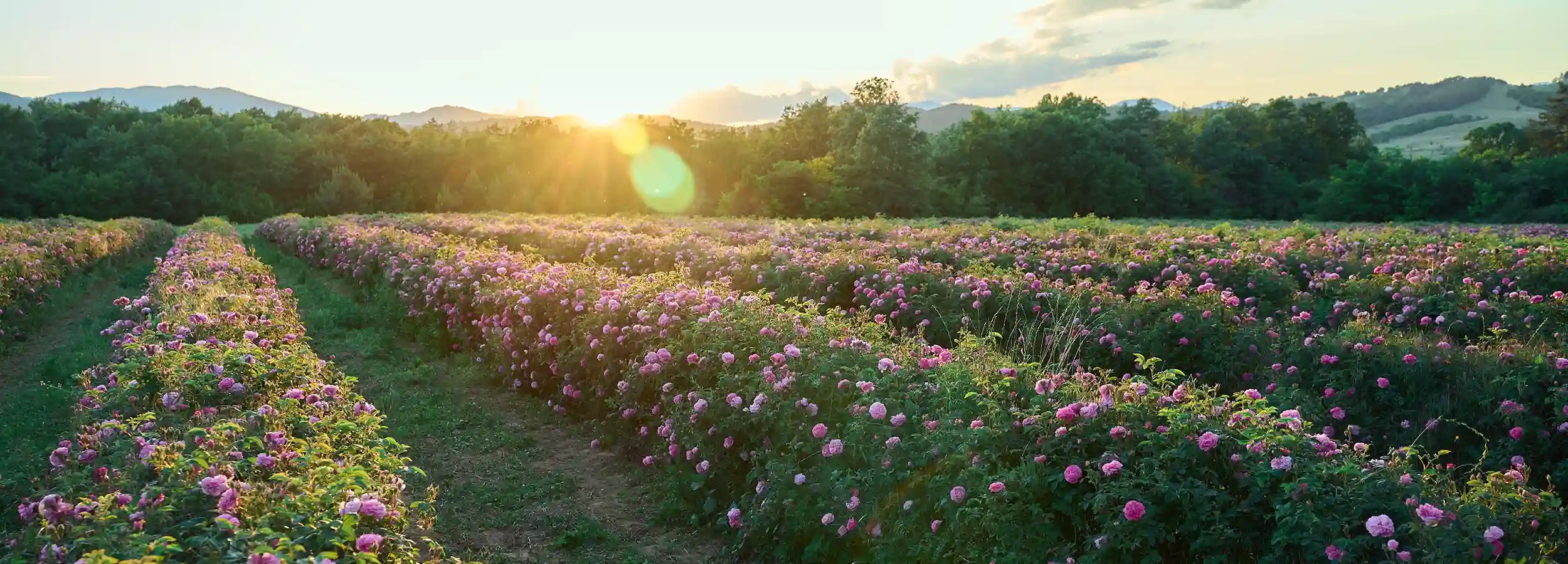 the bulgarian rose valley