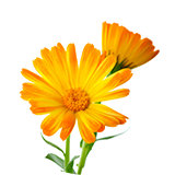 Two orange flowers in a vase on a white background.