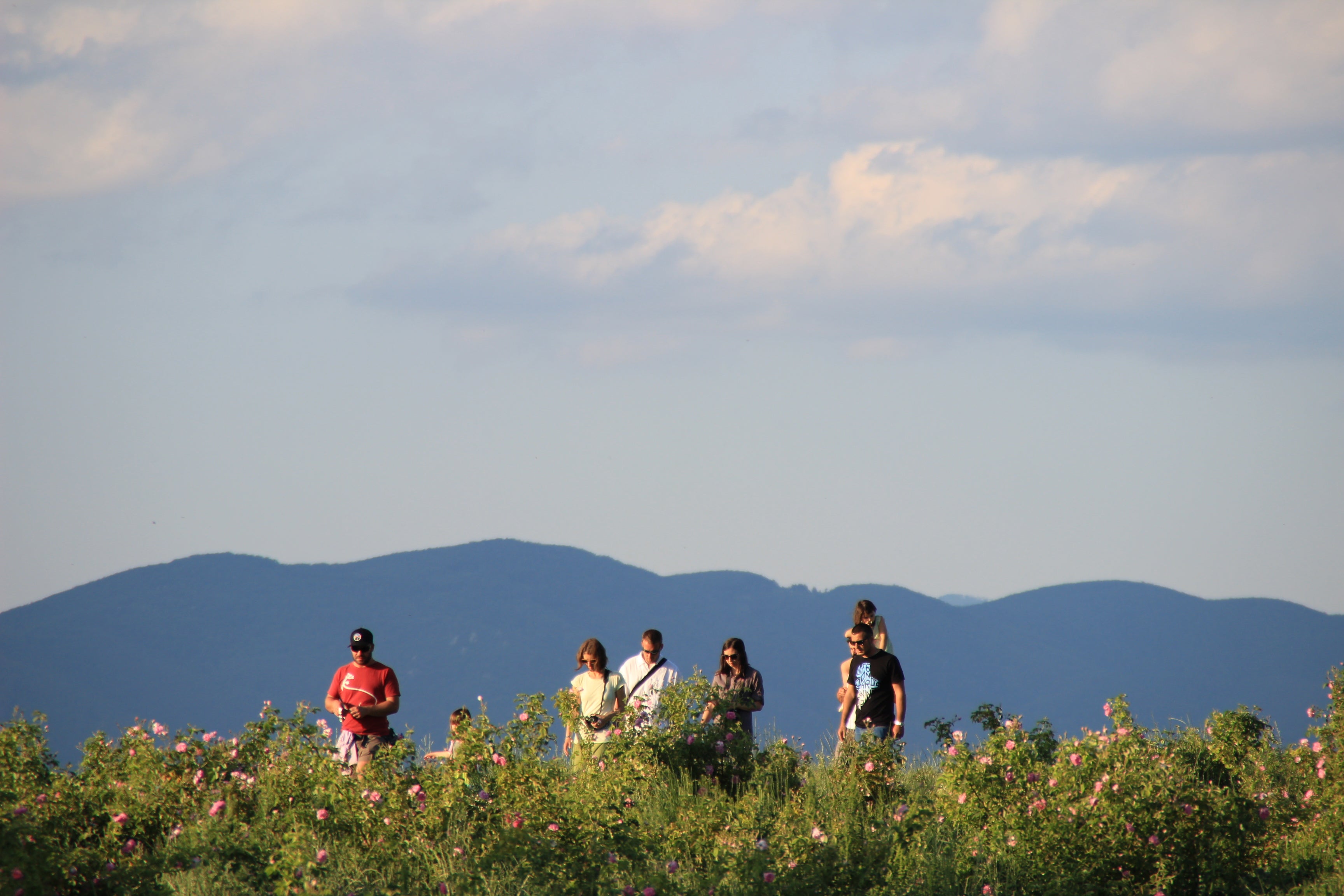 A group of people walking in a field of flowers.