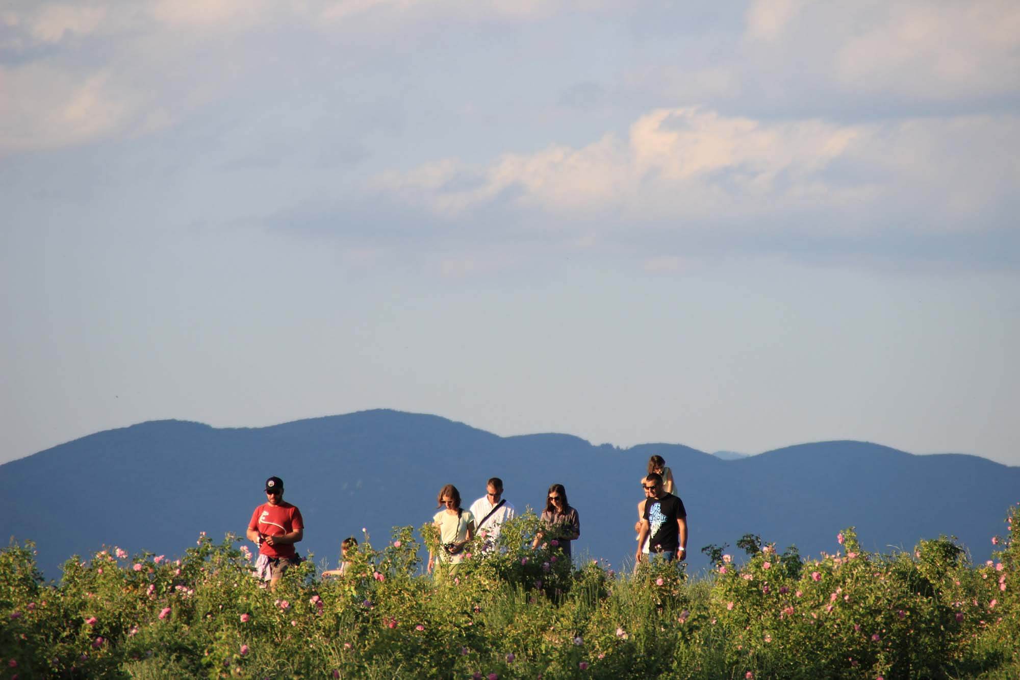 A group of people walking in a field of flowers.