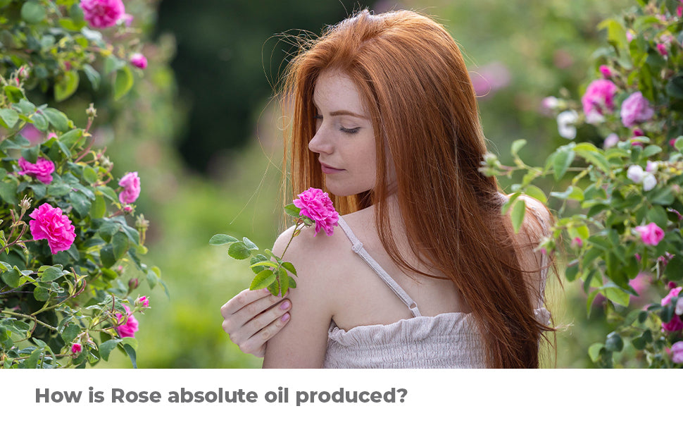 How is rose absolute oil produced?.