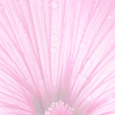 A close up of a pink flower with water droplets.