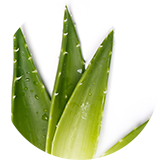 Aloe vera leaves on a white background.