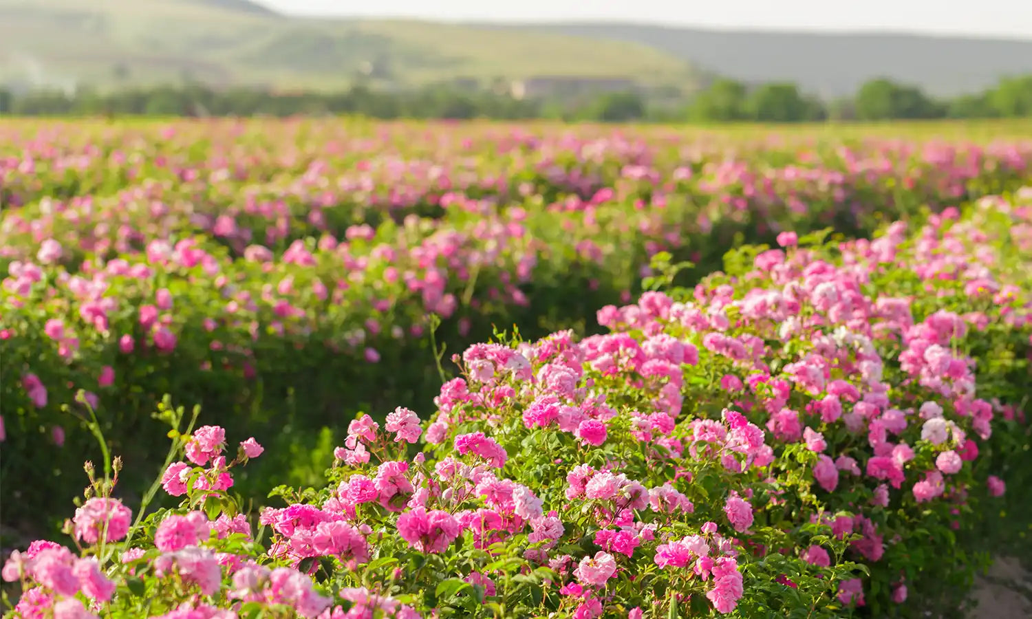 Alteya Organics roses