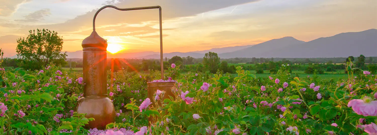 Bulgarian rose valley