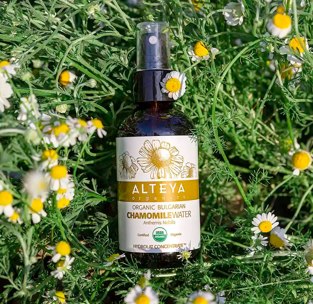 Chamomile Flower Water plant