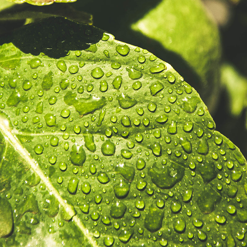 A close up of a green leaf with water droplets on it.