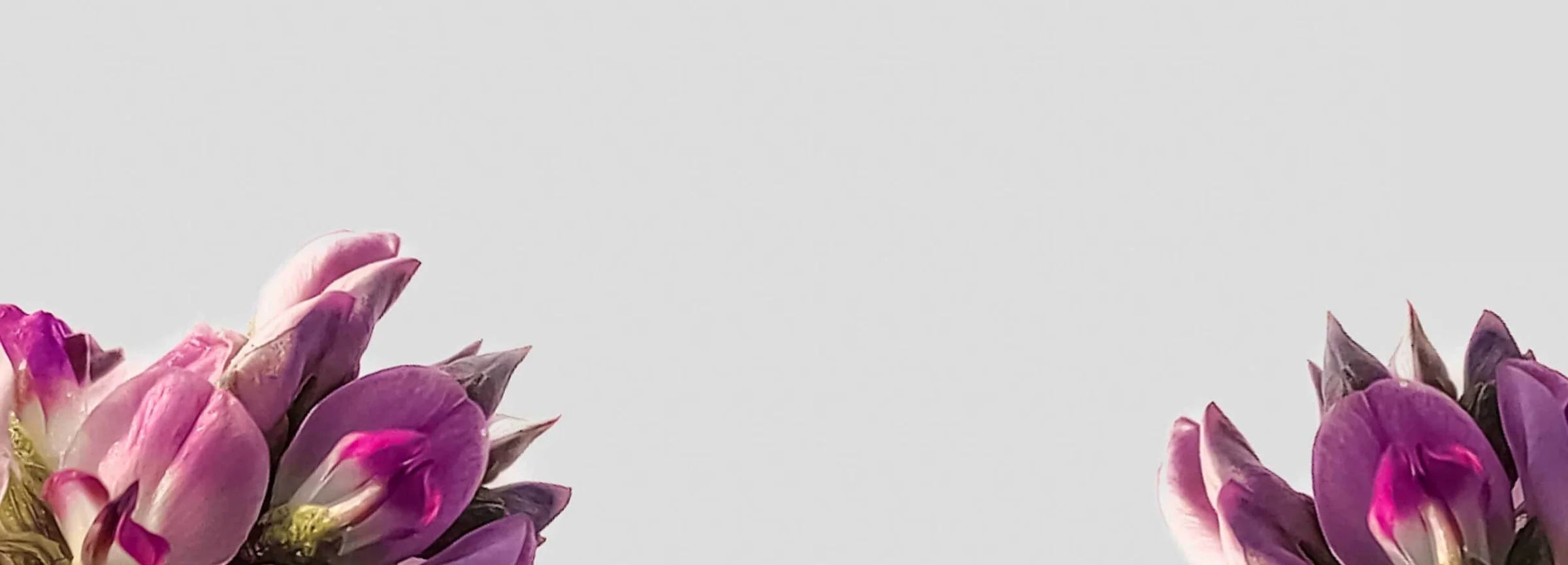 bakuchiol banner desktop