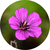 A purple flower is shown in a circle.