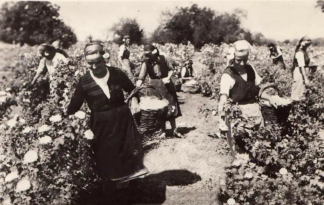 history of rose cultivation in the bulgarian rose valley
