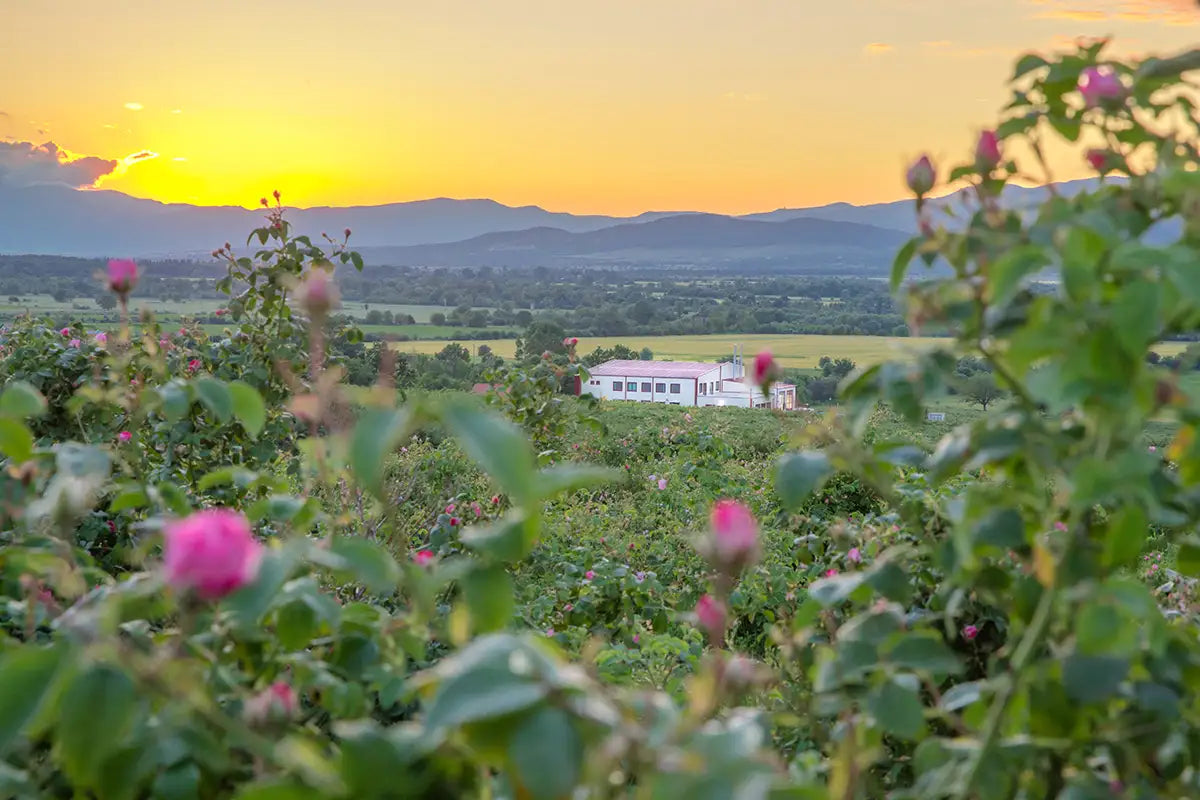 how is the rose harvest conducted in the bulgarian rose valley