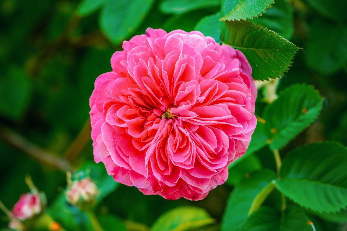 A pink rose in a garden with green leaves.