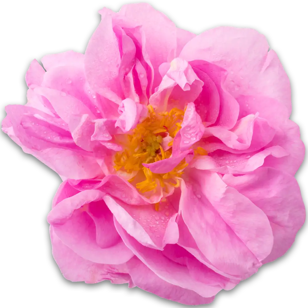 Organic rose otto