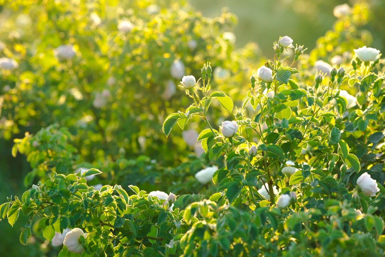 A field of white flowers in the sun.
