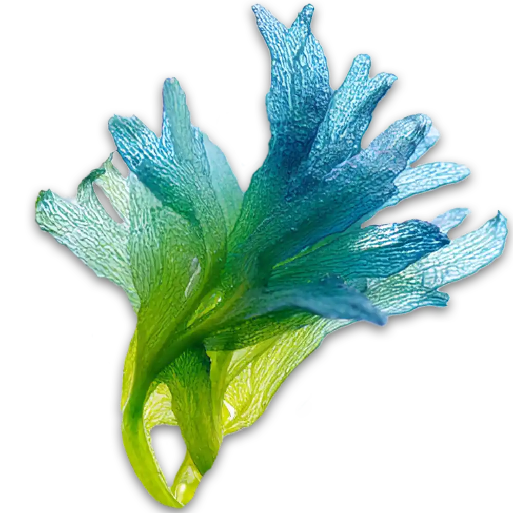 Rainbow algae