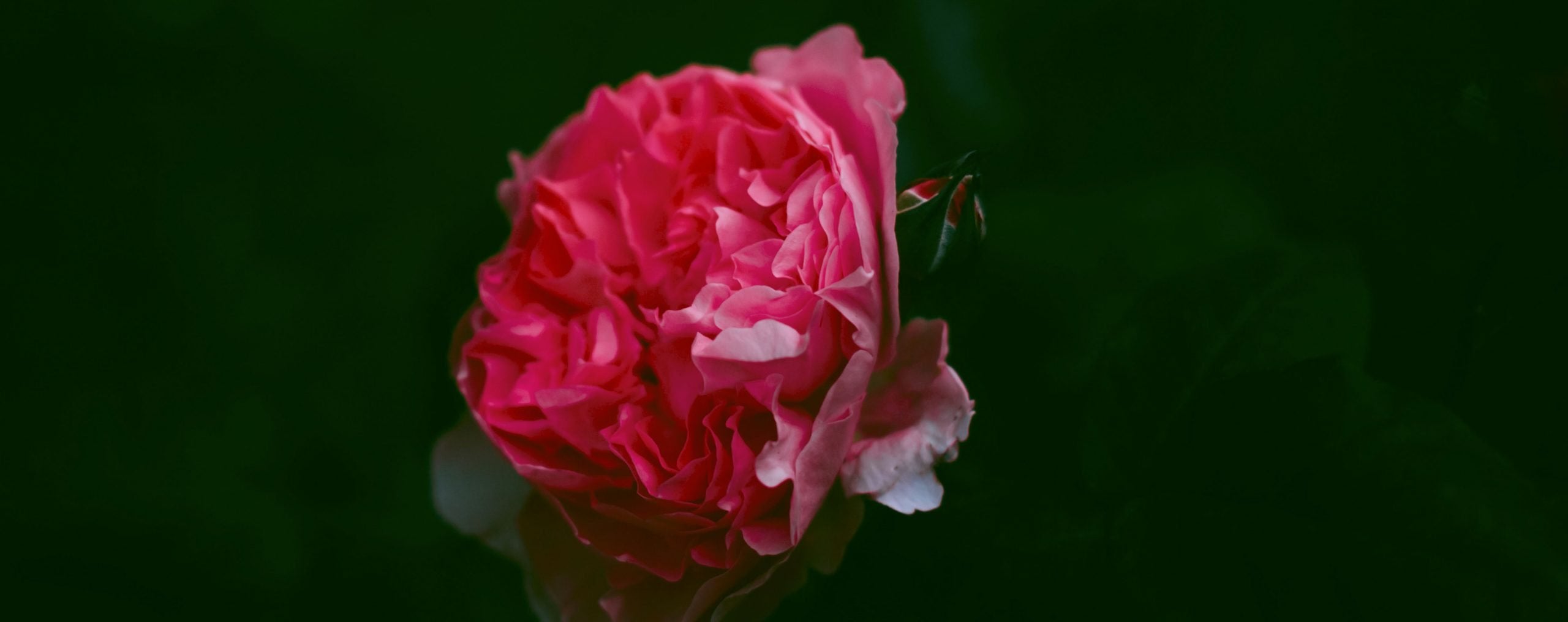A pink rose on a dark background.