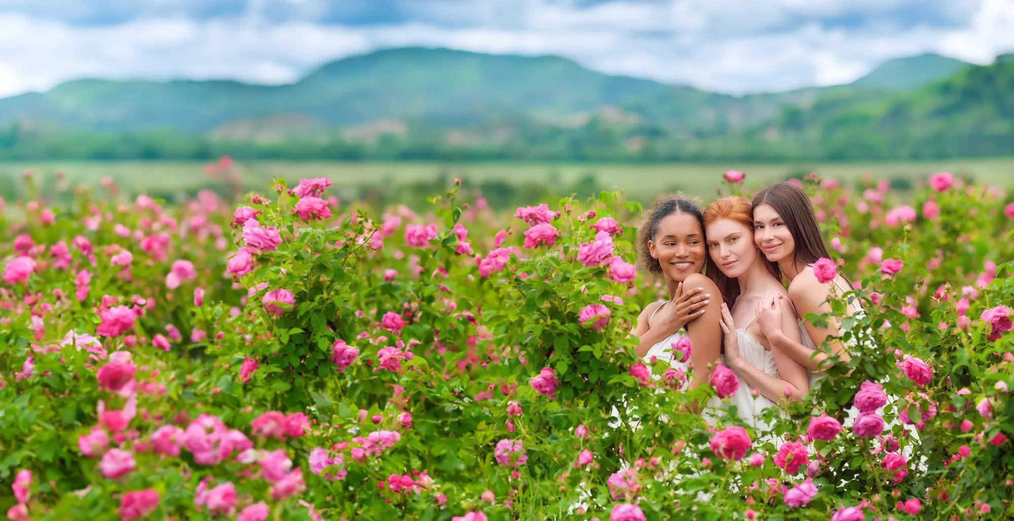 rose fields