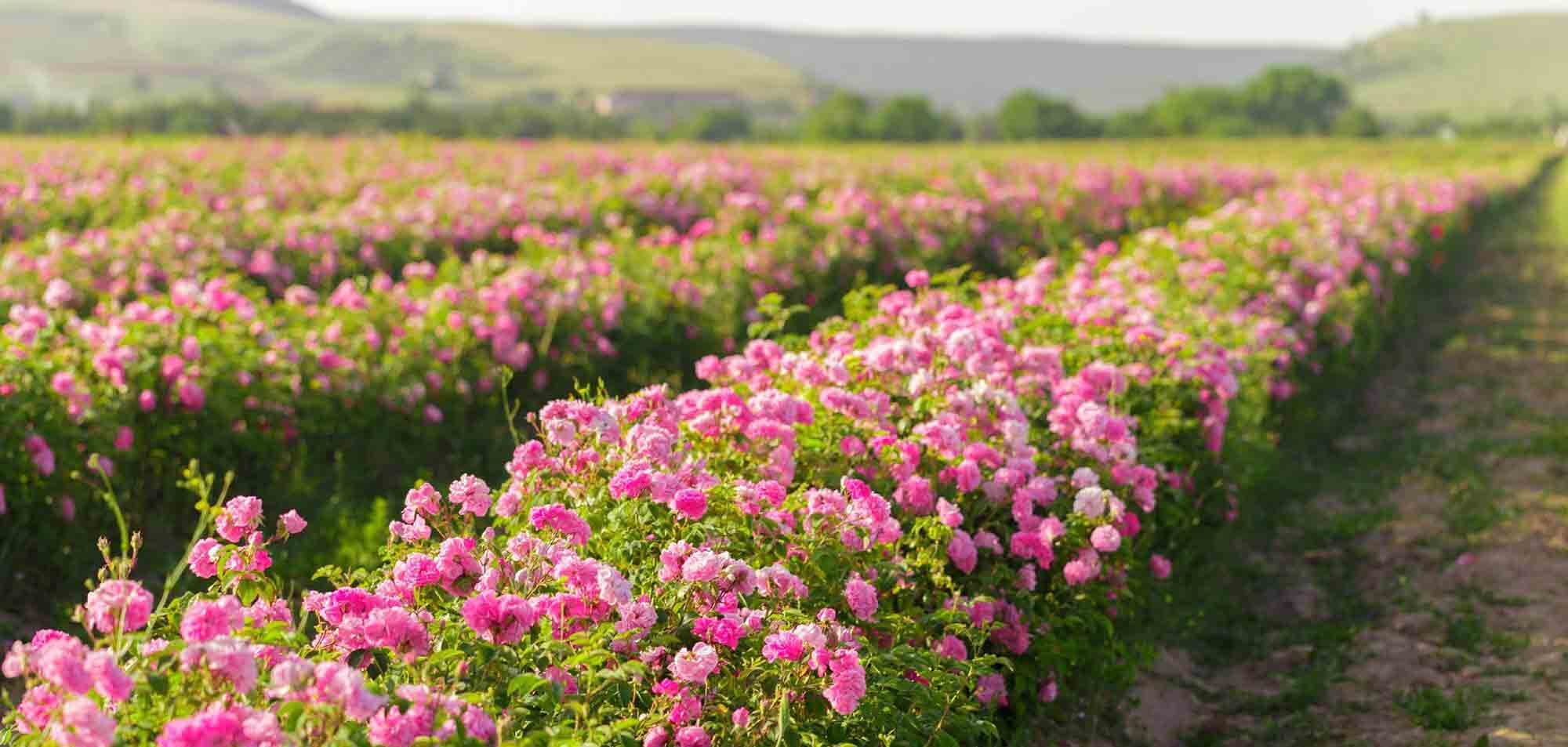 Rose Distillation - Alteya Organics